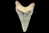 Bargain, Fossil Megalodon Tooth - Florida #103339-1